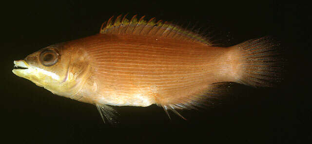 Image of Disappearing wrasse