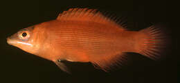 Image of Disappearing wrasse