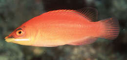 Image of Disappearing wrasse