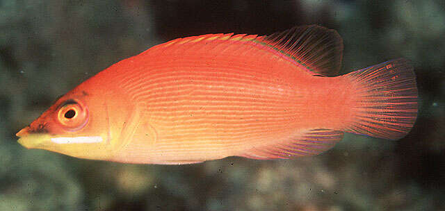 Image of Disappearing wrasse