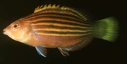 Image of Six-line wrasse