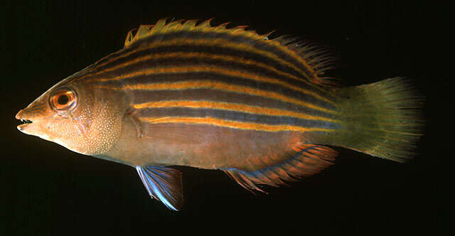 Image of Six-line wrasse