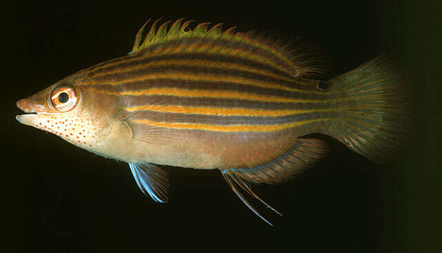 Image of Six-line wrasse