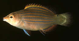 Image of Six-line wrasse