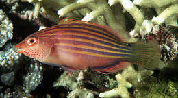 Image of Six-line wrasse