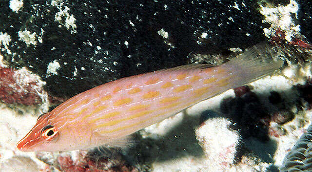 Image of Eight-lined wrasse