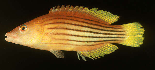 Image of Eight-lined wrasse