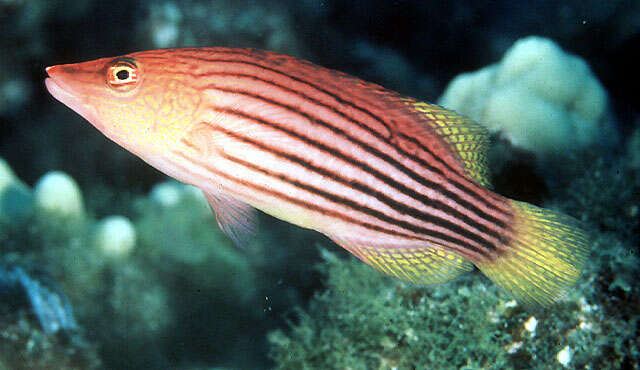 Image of Eight-lined wrasse