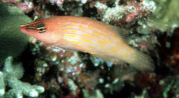 Image of Eight-lined wrasse