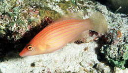 Image of Eight-lined wrasse