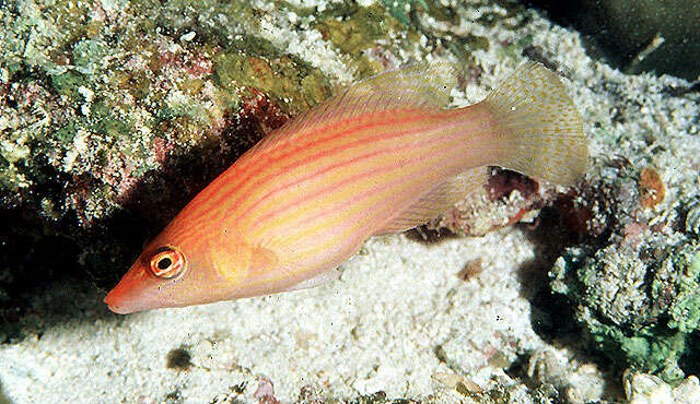 Image of Eight-lined wrasse