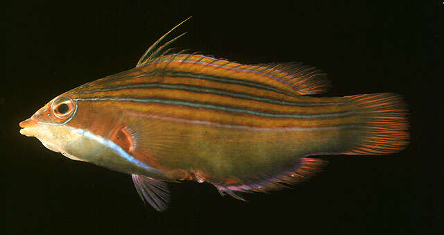 Image of Four-lined wrasse