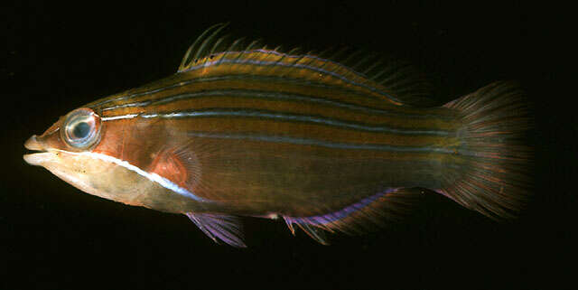 Image of Four-lined wrasse