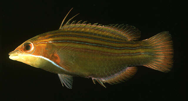 Image of Four-lined wrasse