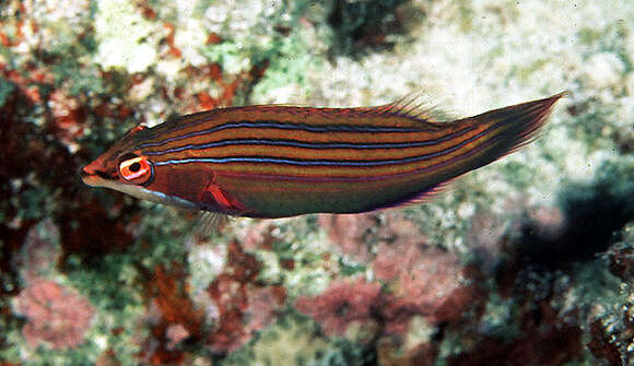 Image of Four-lined wrasse