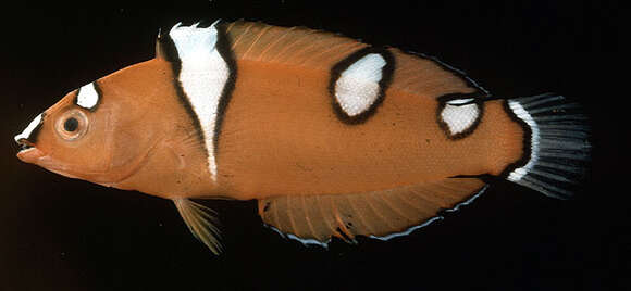 Image of African clown wrasse