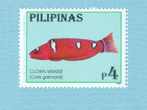 Image of African clown wrasse