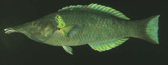 Image of Bird wrasse