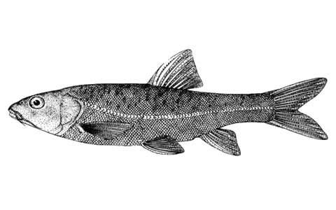 Image of Golden-line barbel