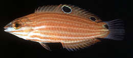 صورة Halichoeres biocellatus Schultz 1960