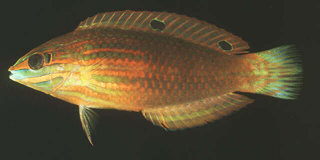 صورة Halichoeres biocellatus Schultz 1960