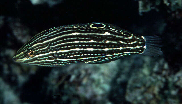 Image of Dusky wrasse