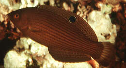 Image of Dusky wrasse