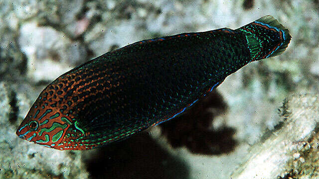 Image of Dusky wrasse