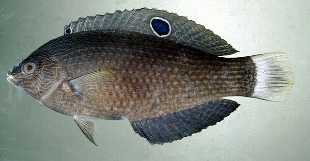 Image of Dusky wrasse