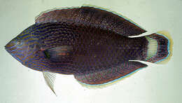 Image of Dusky wrasse