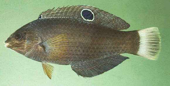 Image of Dusky wrasse