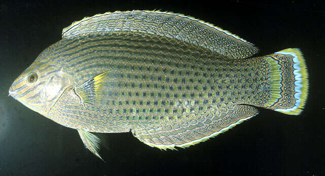 Image of Dusky wrasse