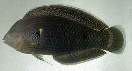 Image of Dusky wrasse