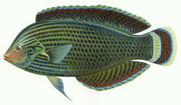 Image of Dusky wrasse