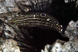 Image of Dusky wrasse