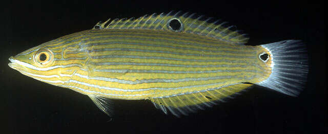 Image of Chain-lined wrasse