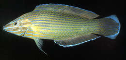 Image of Chain-lined wrasse