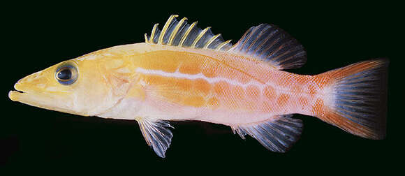 Image of Orangespotted soapfish