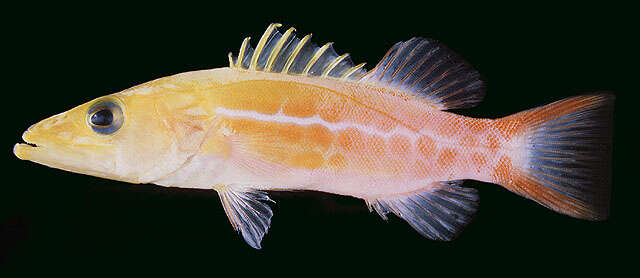 Image of Orangespotted soapfish