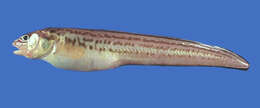 Image of Crested Cusk-eel