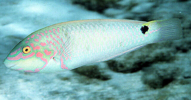 Image of Threespot wrasse