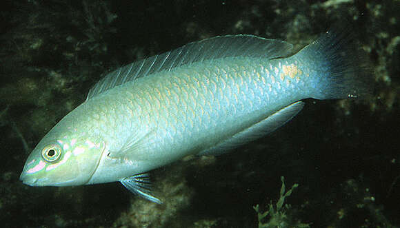 Image of Threespot wrasse