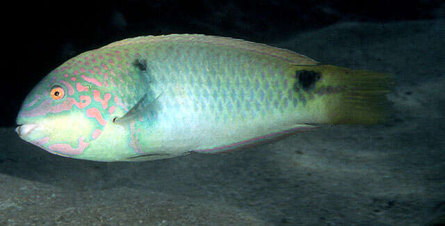 Image of Threespot wrasse