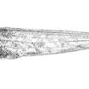 Слика од Leucicorus atlanticus Nielsen 1975