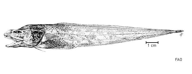 Image of Leucicorus atlanticus Nielsen 1975