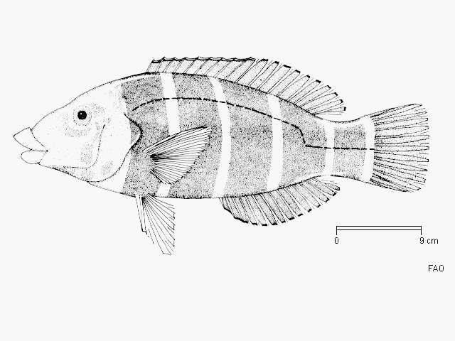 Imagem de Hemigymnus fasciatus (Bloch 1792)