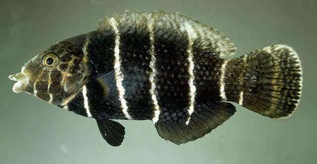 Imagem de Hemigymnus fasciatus (Bloch 1792)