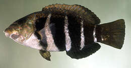 Imagem de Hemigymnus fasciatus (Bloch 1792)