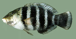 Imagem de Hemigymnus fasciatus (Bloch 1792)