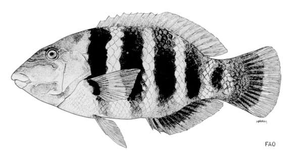 Imagem de Hemigymnus fasciatus (Bloch 1792)